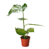 Monstera 'Constelación tailandesa' 
