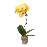 Orquídea 'Phalaenopsis amarilla'