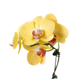 Orquídea 'Phalaenopsis amarilla'