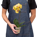 Orquídea 'Phalaenopsis amarilla'