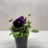 Pansy