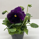 Pansy