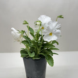 Pansy