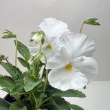 Pansy