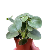 Peperomia 'Felted'