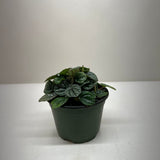 Peperomia Greyhound
