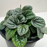 Peperomia Greyhound
