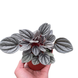 Peperomia 'Mendoza'