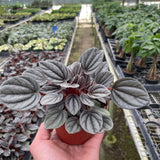 Peperomia 'Mendoza'