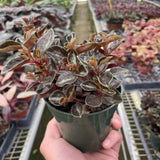 Peperomia 'Metallica'