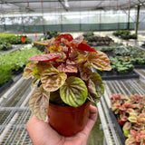 Peperomia 'Quito'