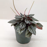 Peperomia 'San Marino'