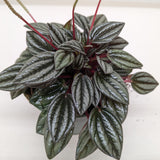 Peperomia 'San Marino'