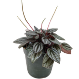 Peperomia 'San Marino'