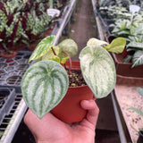 Peperomia 'Watermelon Variegated'