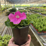 Petunia