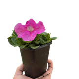 Petunia