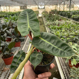 Philodendron 'Billietiae'