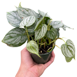 Filodendro 'Brandi' 