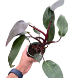 Philodendron 'Burgundy Princess' (Reverted Pink Princess) - B-Grade