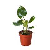 Philodendron Burle Marx Albo