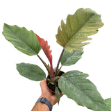 Philodendron Choco Empress