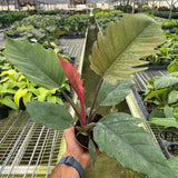 Philodendron Choco Empress