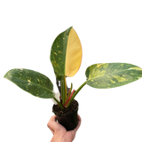 Philodendron 'Congo Green Variegated'