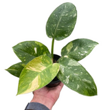 Filodendro 'Congo Nuclear' 