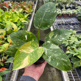 Philodendron 'Congo Nuclear'