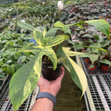 Philodendron Florida Beauty Variegated