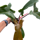 Philodendron 'Florida Bronze'