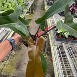 Philodendron 'Florida Bronze'