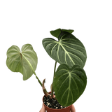 Philodendron Gloriosum