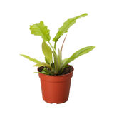 Philodendron 'Golden Crocodile'