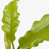 Philodendron 'Golden Crocodile'