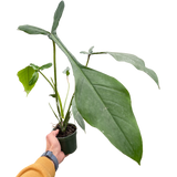 Filodendro 'Joepii' 