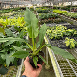Philodendron 'Jungle Boogie'