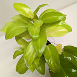 Philodendron 'Lemon Lime'