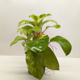 Philodendron 'Lemon Lime'