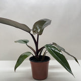 Philodendron Majesty