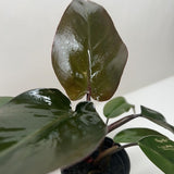 Philodendron Majesty