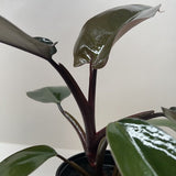 Philodendron Majesty