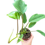 Philodendron Mayoi