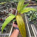 Philodendron 'Orange Marmalade'