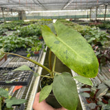 Philodendron 'Paraiso Verde'