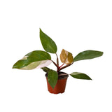 Filodendro 'Princesa Rosa'
