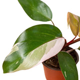 Filodendro 'Princesa Rosa'