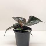 Philodendron 'Red Heart'
