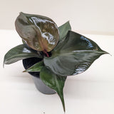 Philodendron 'Red Heart'